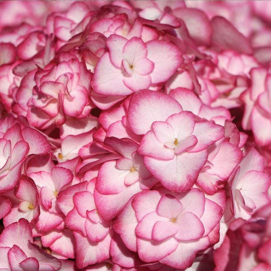 Hydrangea 'Miss Saori'
