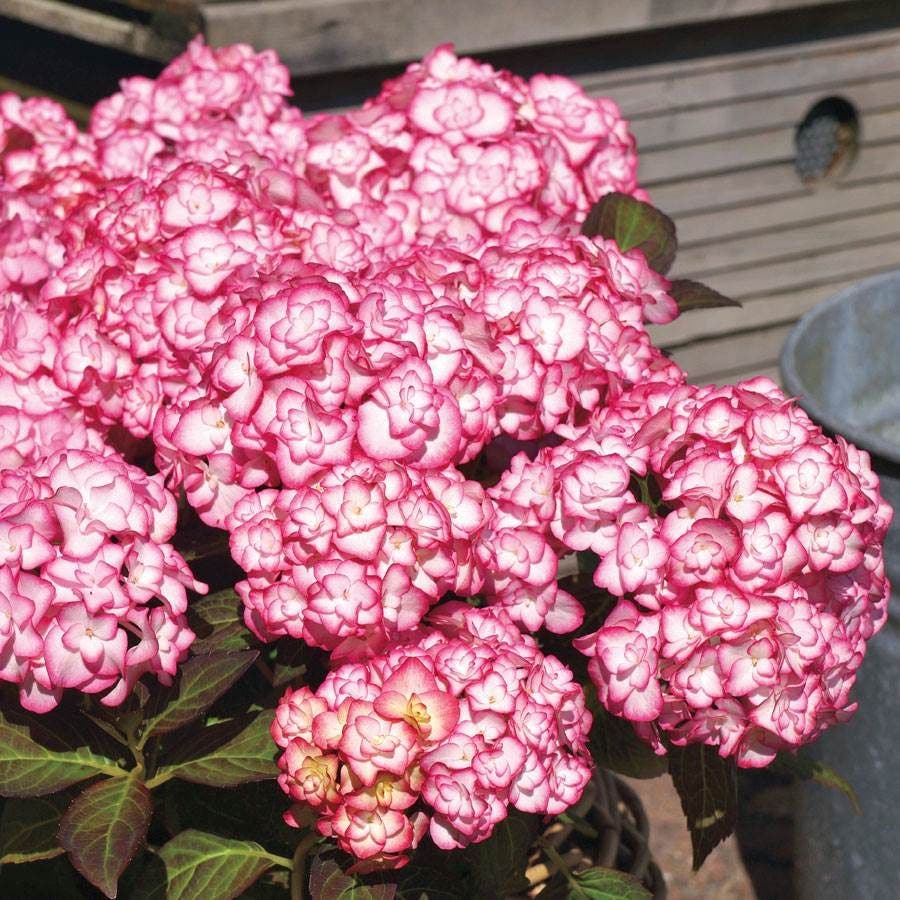 Hydrangea 'Miss Saori'