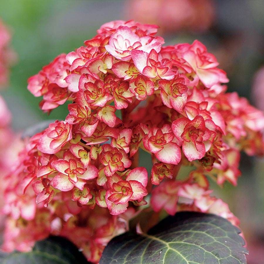Hydrangea 'Miss Saori'