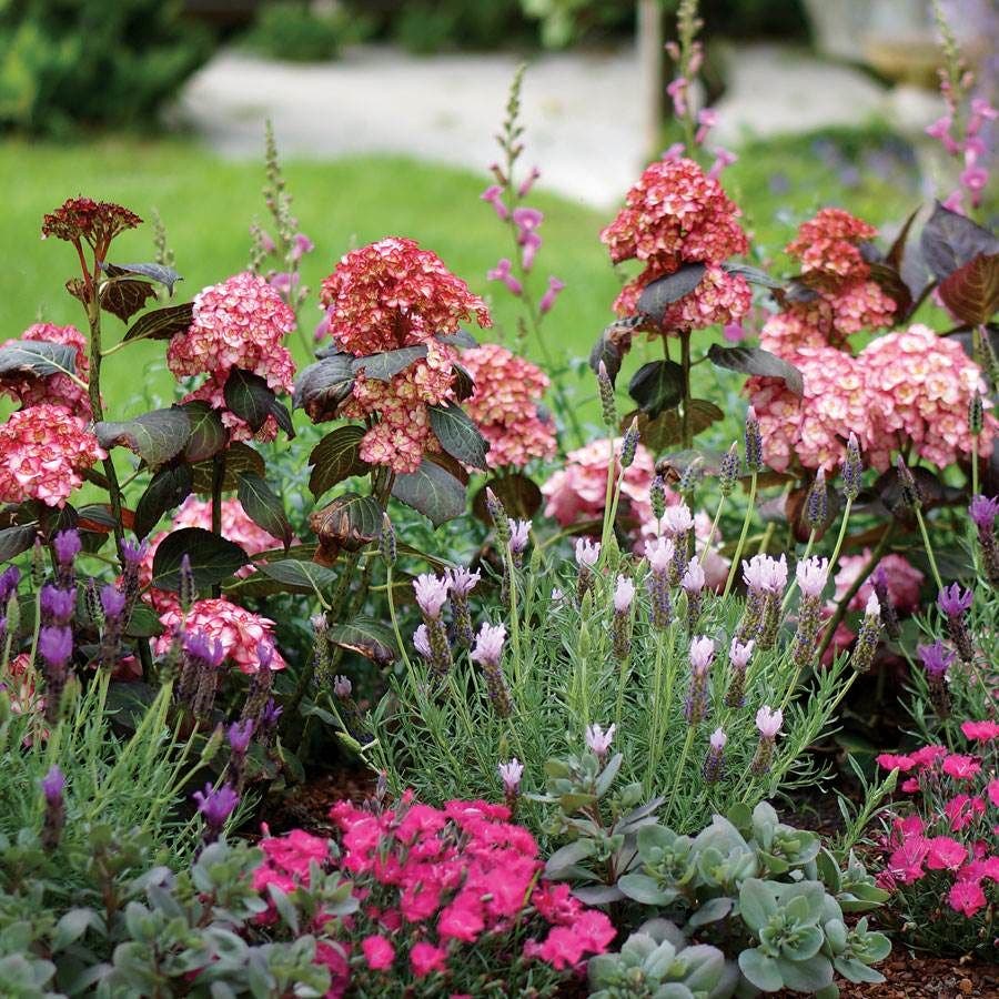 Hydrangea 'Miss Saori'