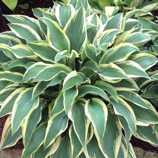 Hosta 'Wolverine'