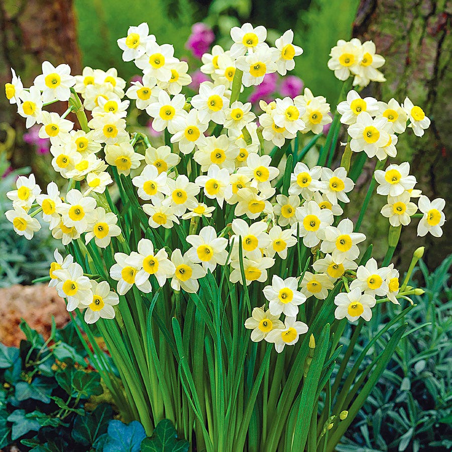 Narcissus Award Winning Deer Resistant Blend Daffodil Bulbs