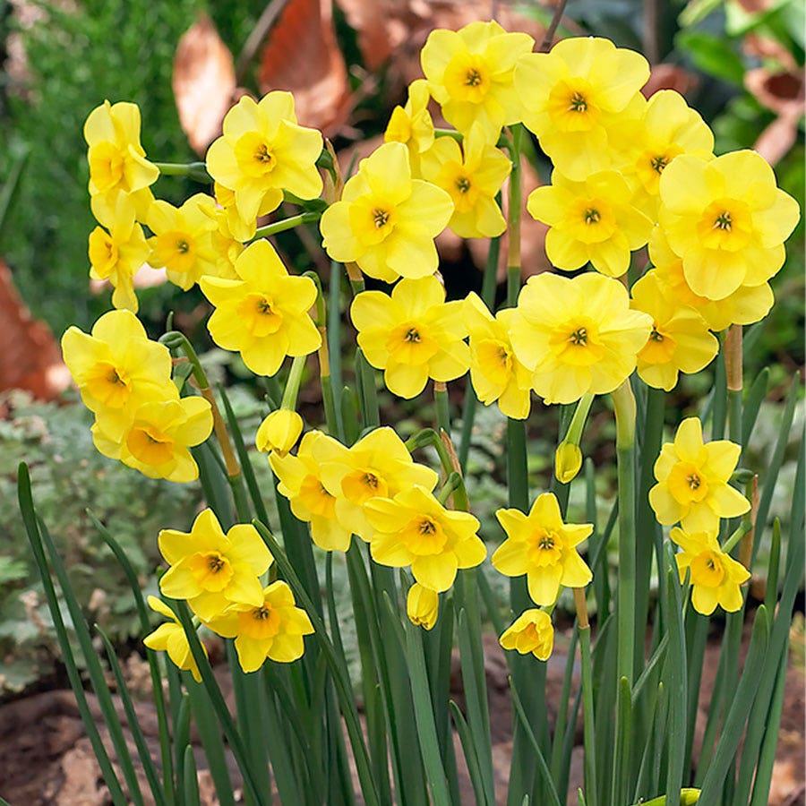 Narcissus Award Winning Deer Resistant Blend Daffodil Bulbs