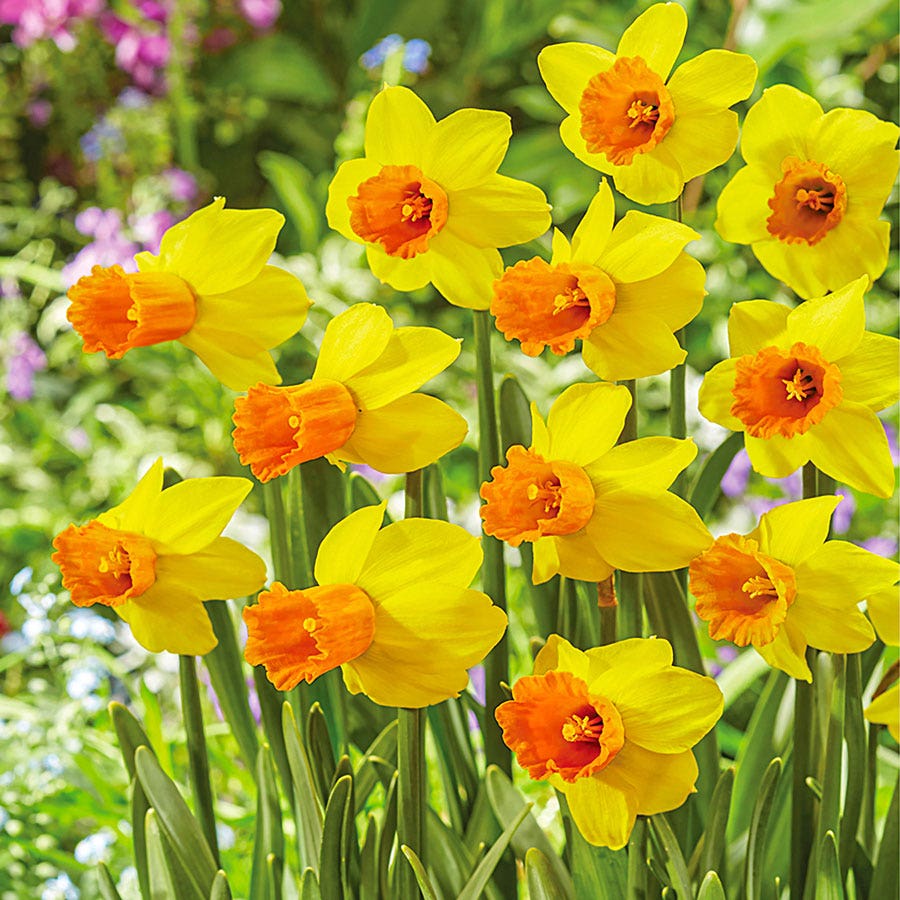 Narcissus Award Winning Deer Resistant Blend Daffodil Bulbs