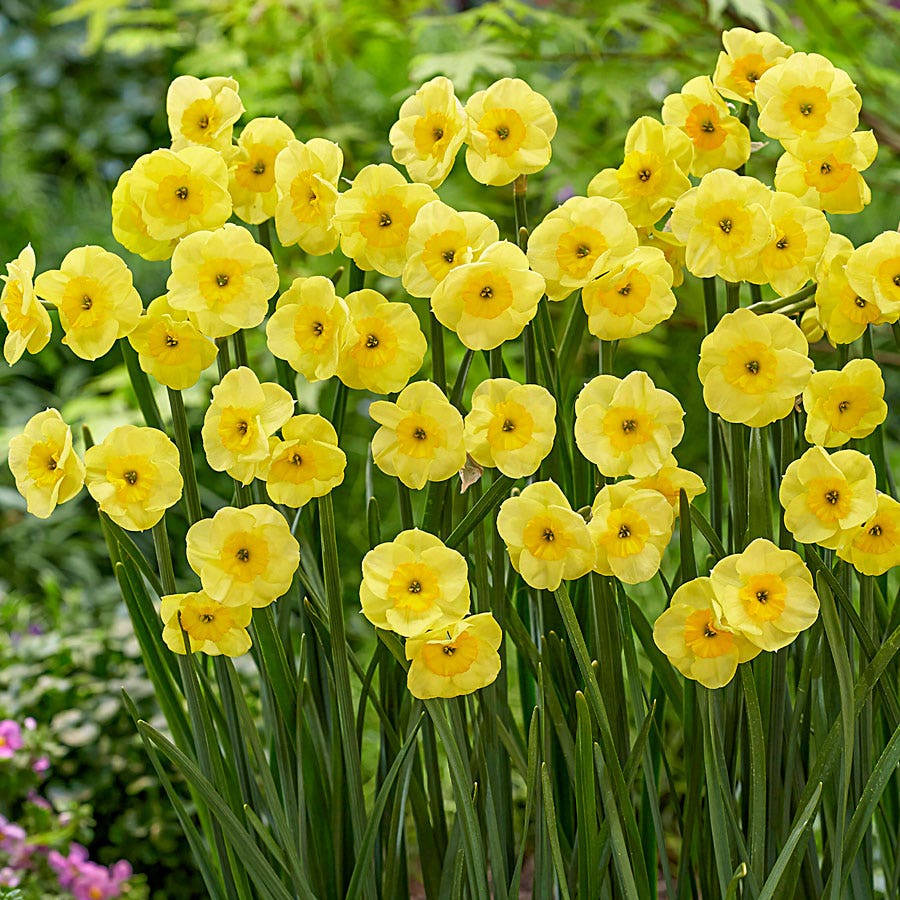 Narcissus Award Winning Deer Resistant Blend Daffodil Bulbs