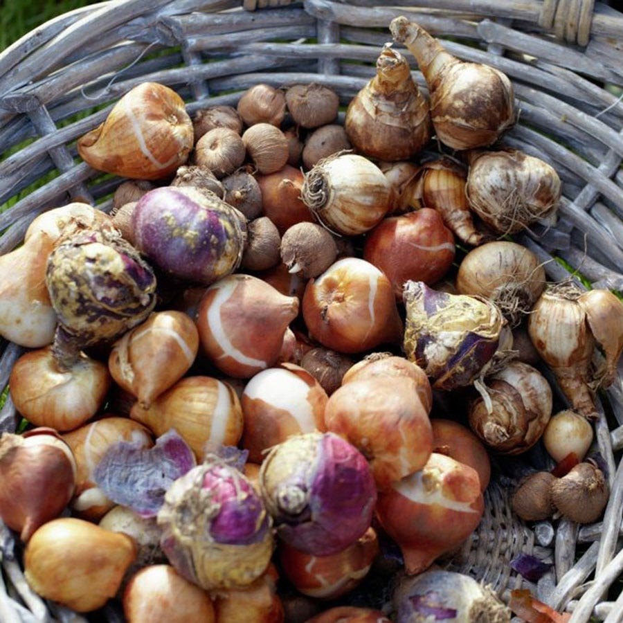 Springtime Cottage Bulb Garden Blend