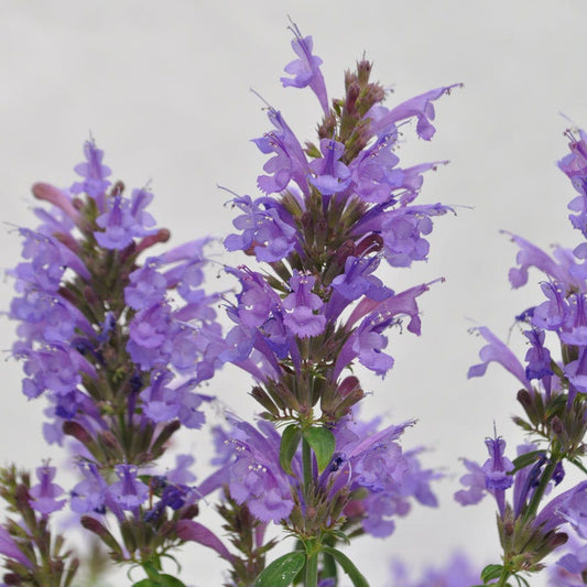 Agastache Sunrise™ Sky Blue Hyssop