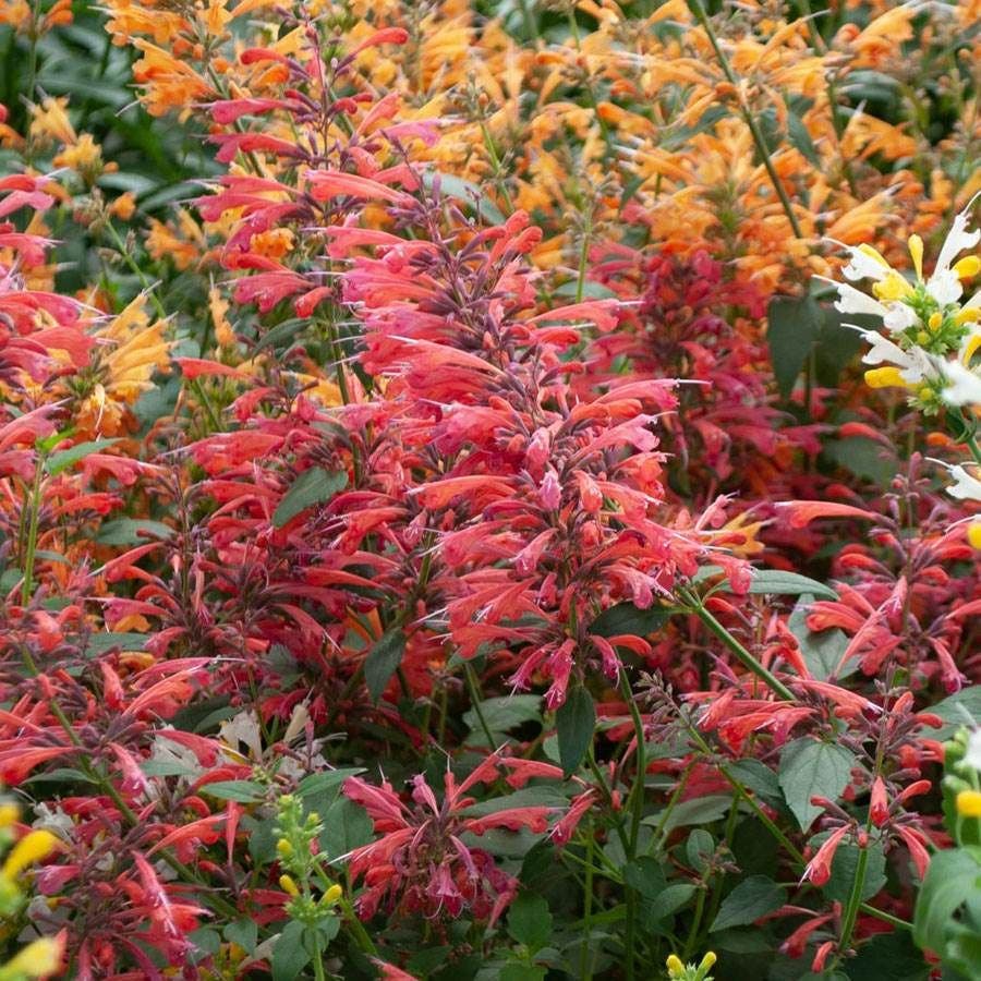 Agastache Sunrise™ Red Improved Hyssop