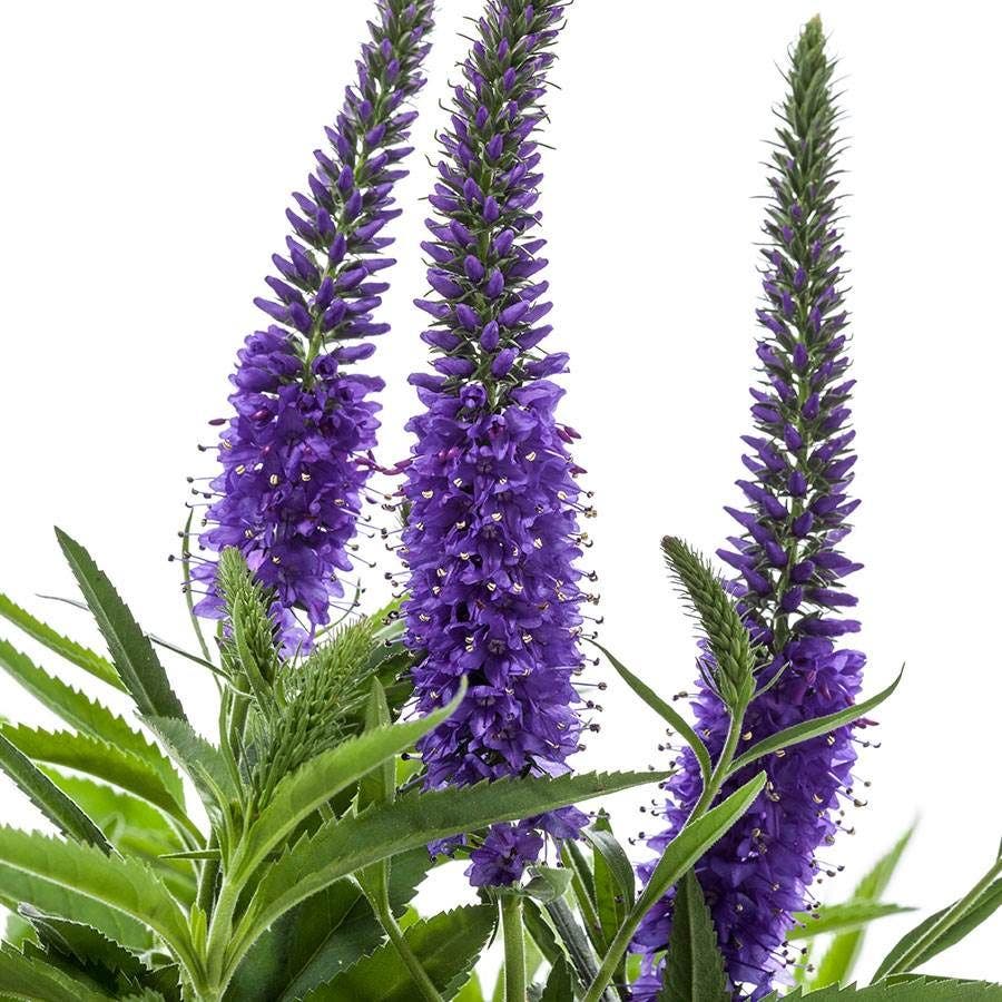 lavender veronica flower Veronica Vernique® Blue – Park Seed