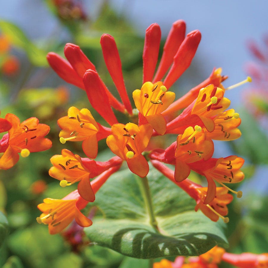 Lonicera 'Mandarin' Honeysuckle