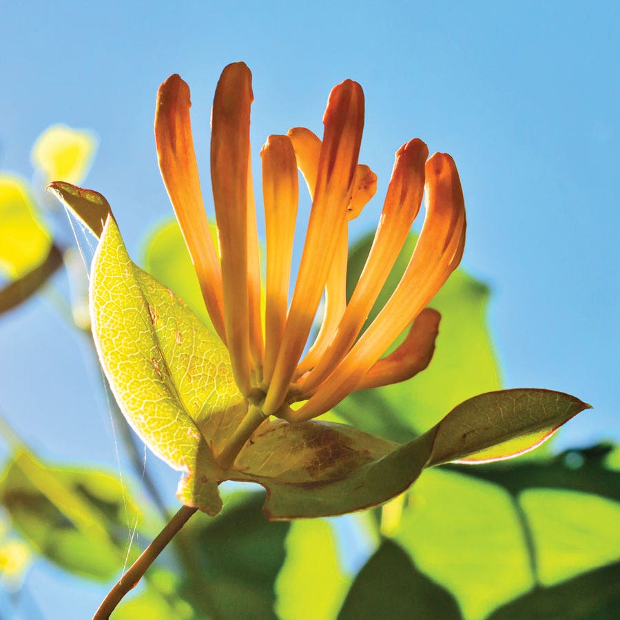 Lonicera 'Mandarin' Honeysuckle