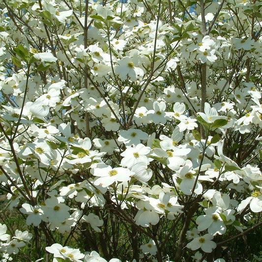 Cornus Spring Grove™ Dogwood