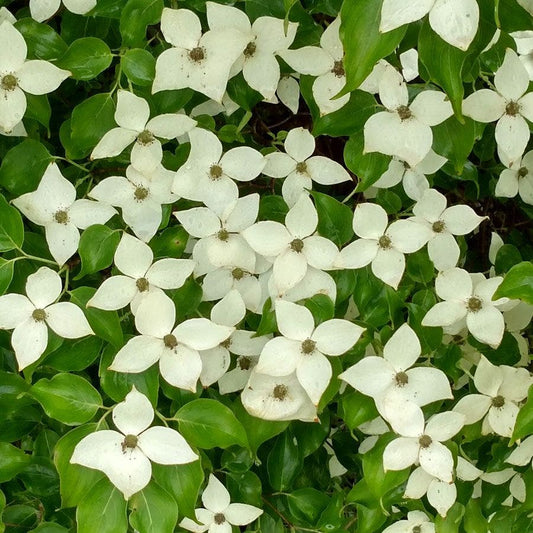 Cornus 'Greensleeves' Dogwood