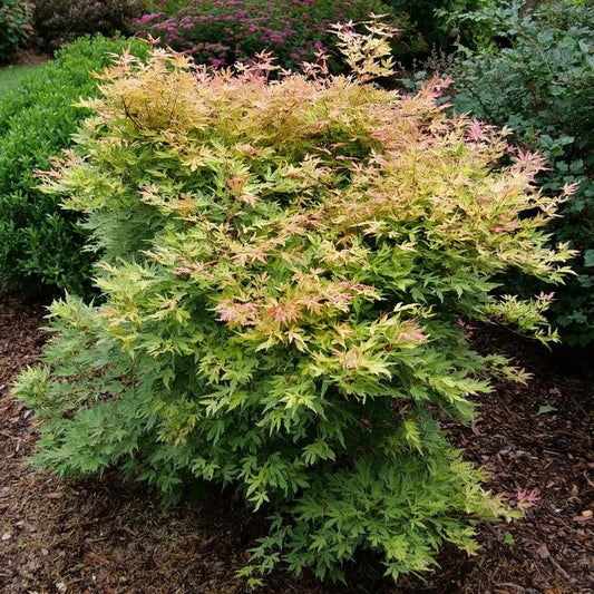 Acer Metamorphosa™ Japanese Maple