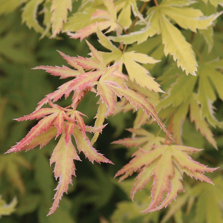 Acer Metamorphosa™ Japanese Maple