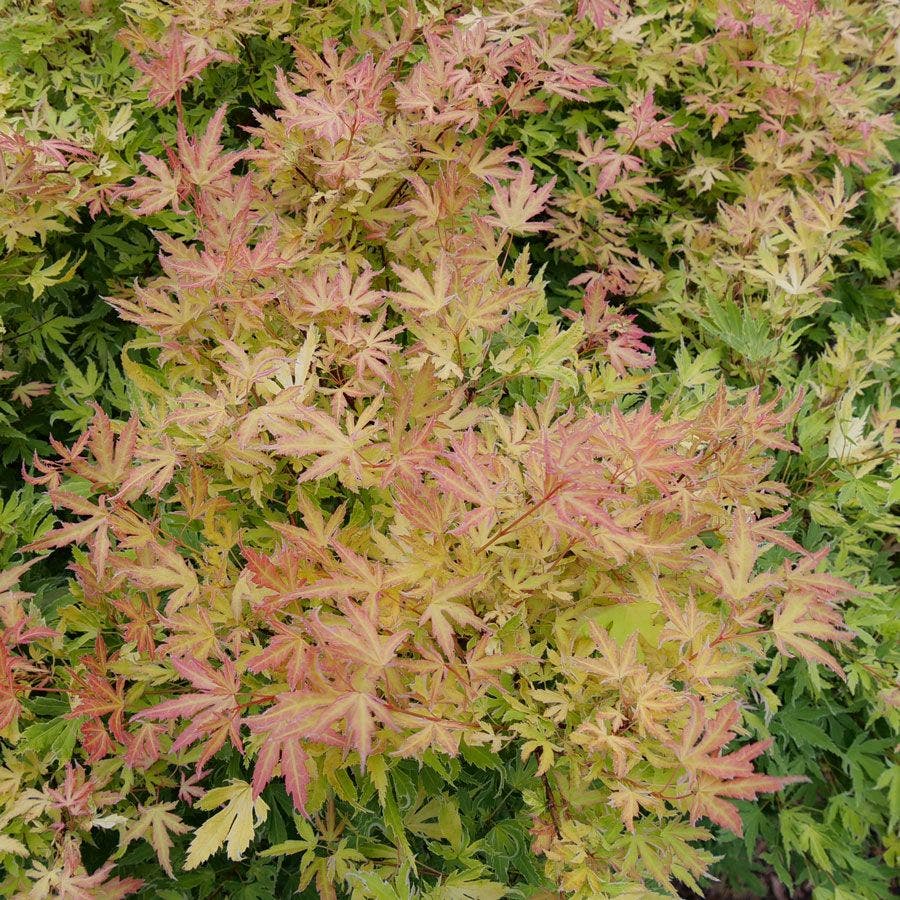 Acer Metamorphosa™ Japanese Maple