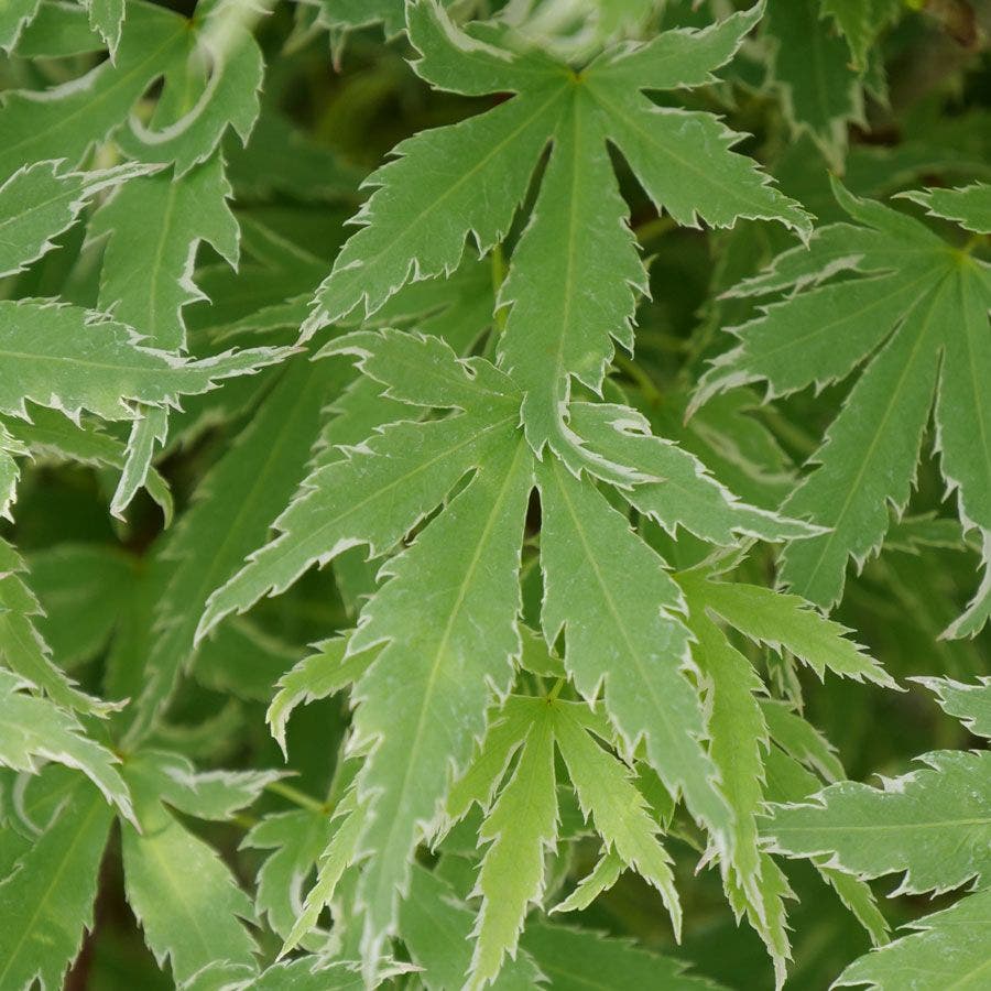 Acer Metamorphosa™ Japanese Maple