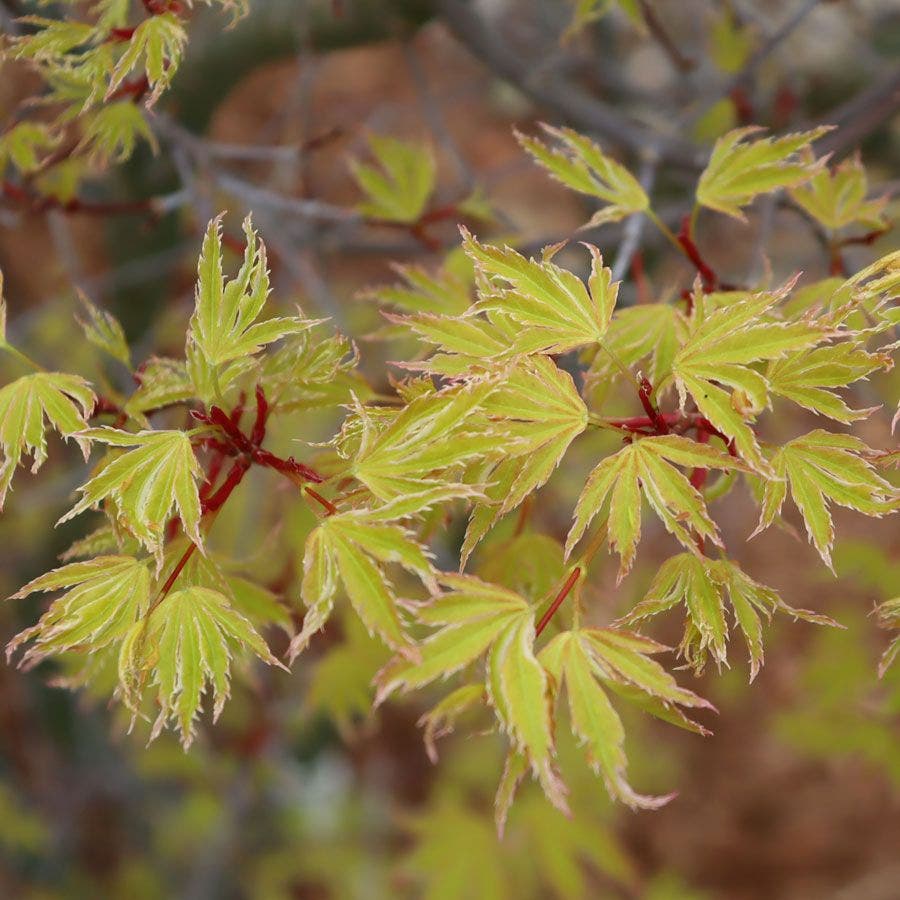 Acer Metamorphosa™ Japanese Maple