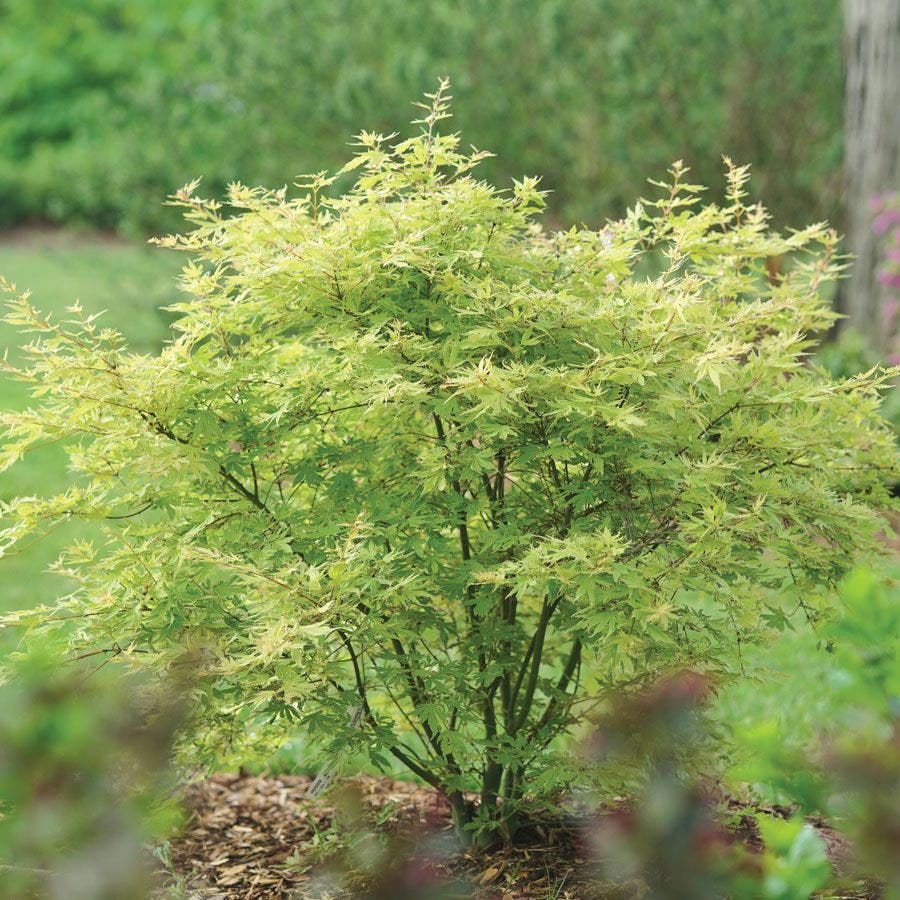 Acer Metamorphosa™ Japanese Maple