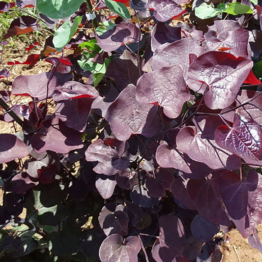 Cercis Black Pearl™ Redbud