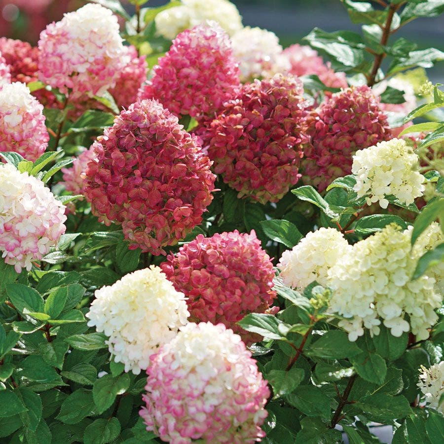 Hydrangea Little Lime Punch® Panicle Hydrangea