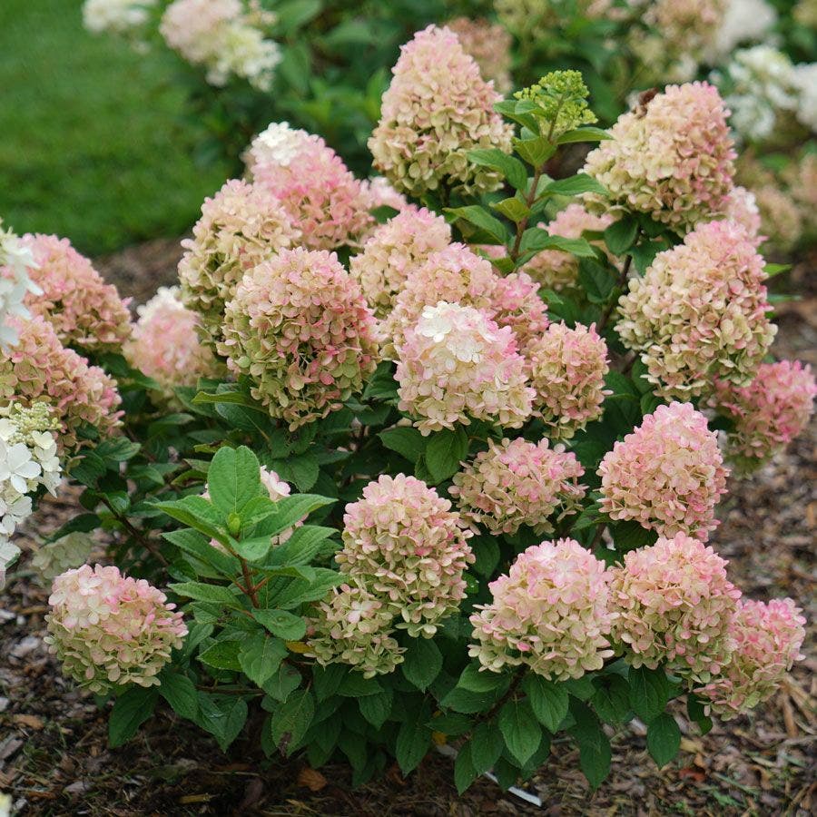 Hydrangea Little Lime Punch® Panicle Hydrangea