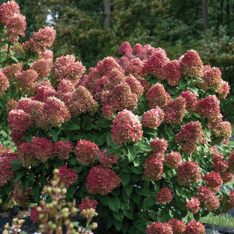 Hydrangea Little Lime Punch® Panicle Hydrangea