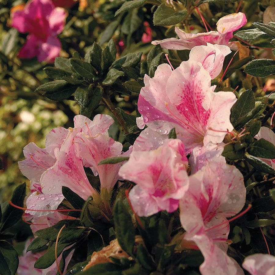 Rhododendron Autumn Twist® Encore® Azalea
