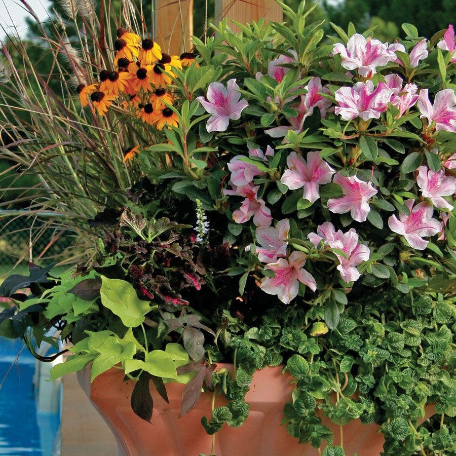 Rhododendron Autumn Twist® Encore® Azalea
