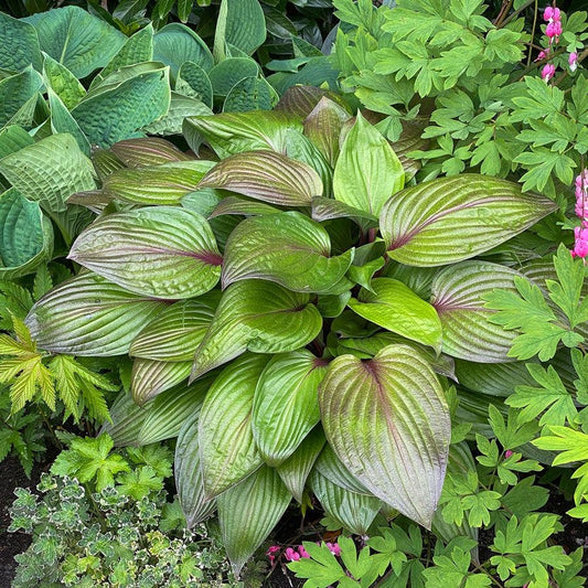 Hosta 'First Blush' Plantain Lily