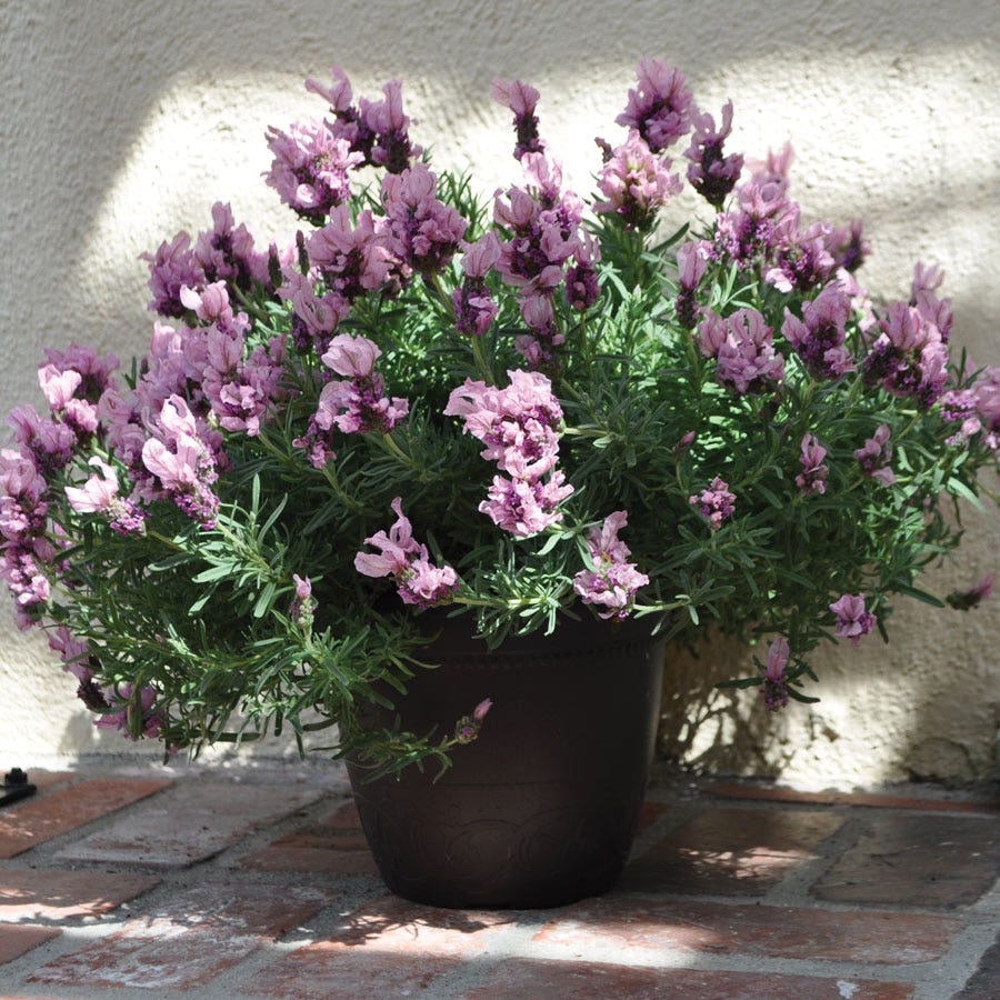 pink lavender seeds Lavandula Lavish® Pink Lavender