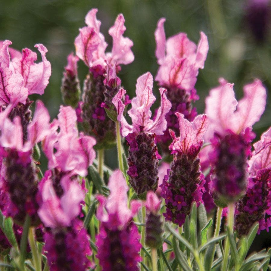 buy pink lavender plants Lavandula New Madrid® Rose Lavender – Park Seed