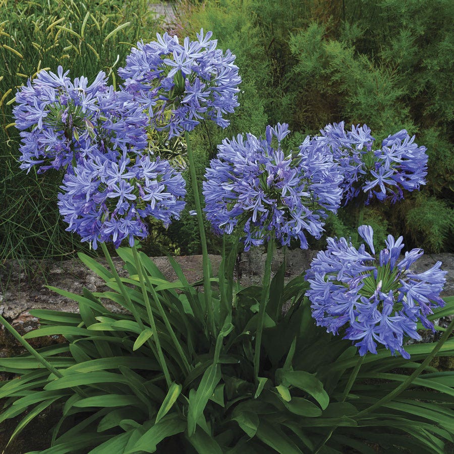 Agapanthus 'Valencia' Lily of the Nile
