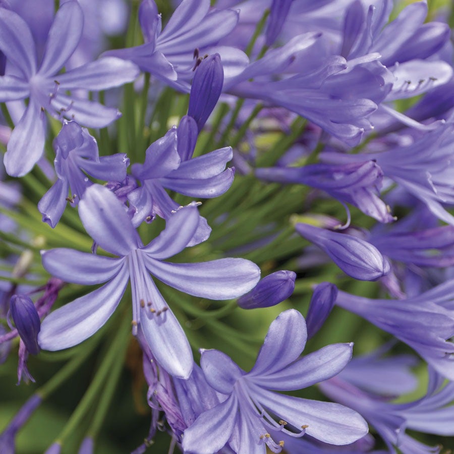 Agapanthus 'Valencia' Lily of the Nile
