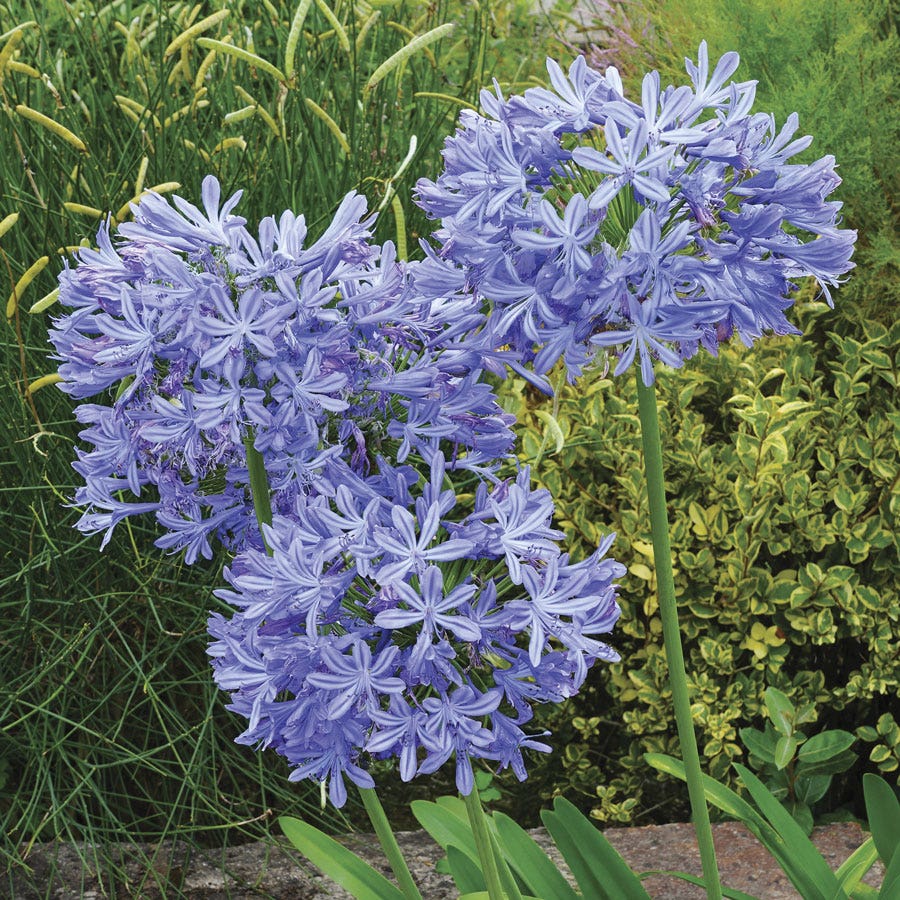 Agapanthus 'Valencia' Lily of the Nile