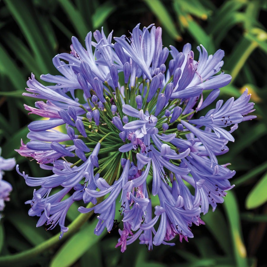 Agapanthus 'Valencia' Lily of the Nile