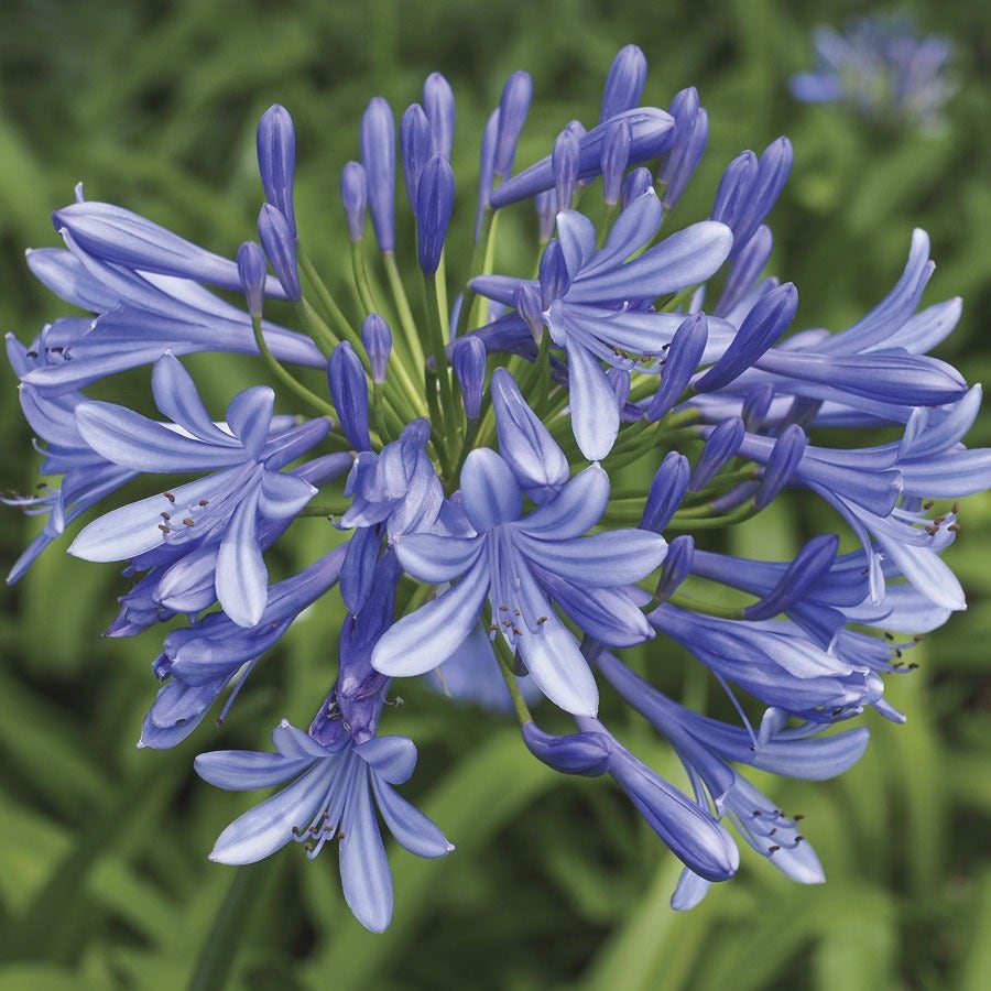 Agapanthus 'Valencia' Lily of the Nile