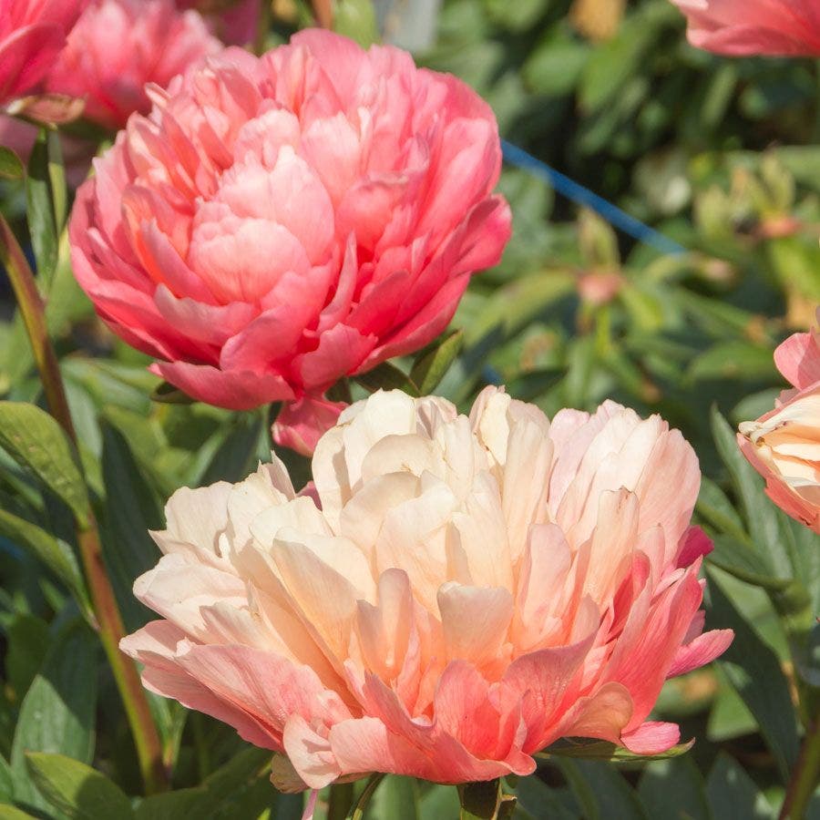 Paeonia 'Lorelei' Peony