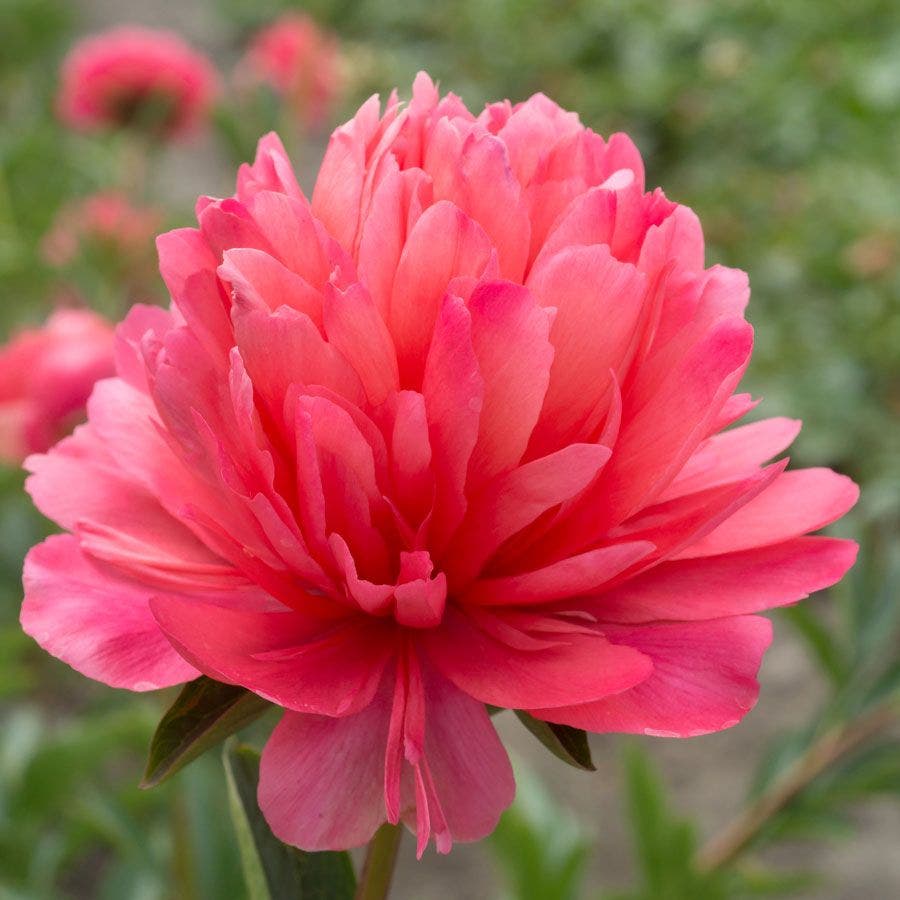 Paeonia 'Lorelei' Peony