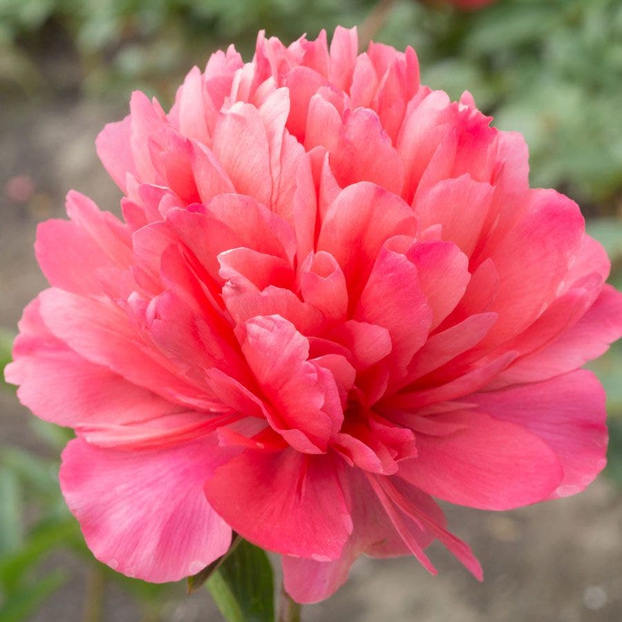 Paeonia 'Lorelei' Peony