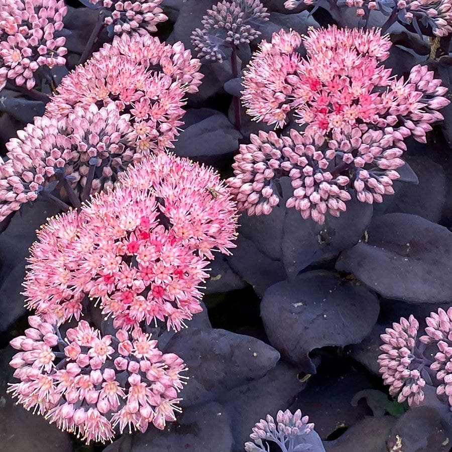 Sedum Mojave Jewels™ 'Sapphire' Stonecrop