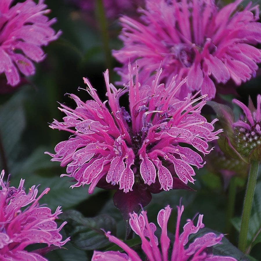 Monarda Upscale™ 'Lavender Taffeta' Bee Balm