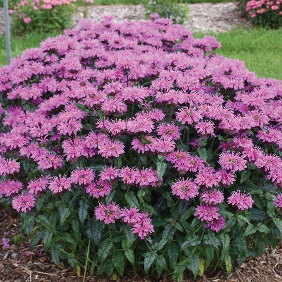 Monarda Upscale™ 'Lavender Taffeta' Bee Balm