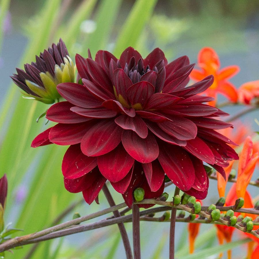 Dahlia 'Arabian Night' Bulb