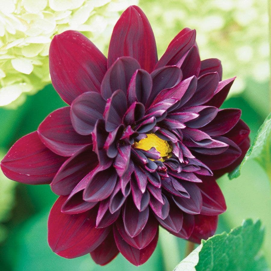 Dahlia 'Arabian Night' Bulb