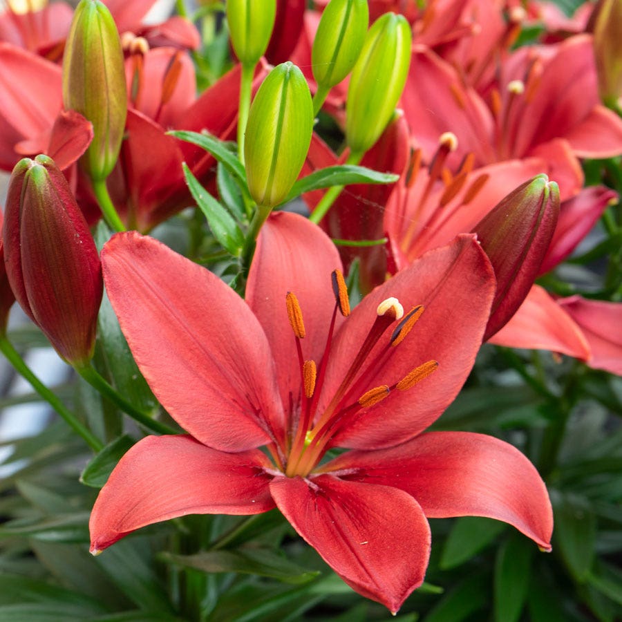 tiny rocket asiatic lily care Lilium Trendy Havana® Asiatic Lily Bulbs – Park Seed