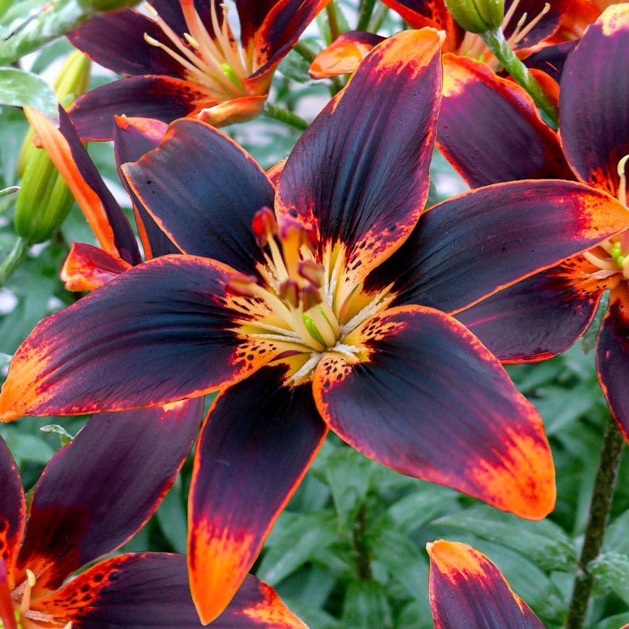 cancun asiatic lily Lilium 'Forever Susan' Asiatic Lily Bulbs