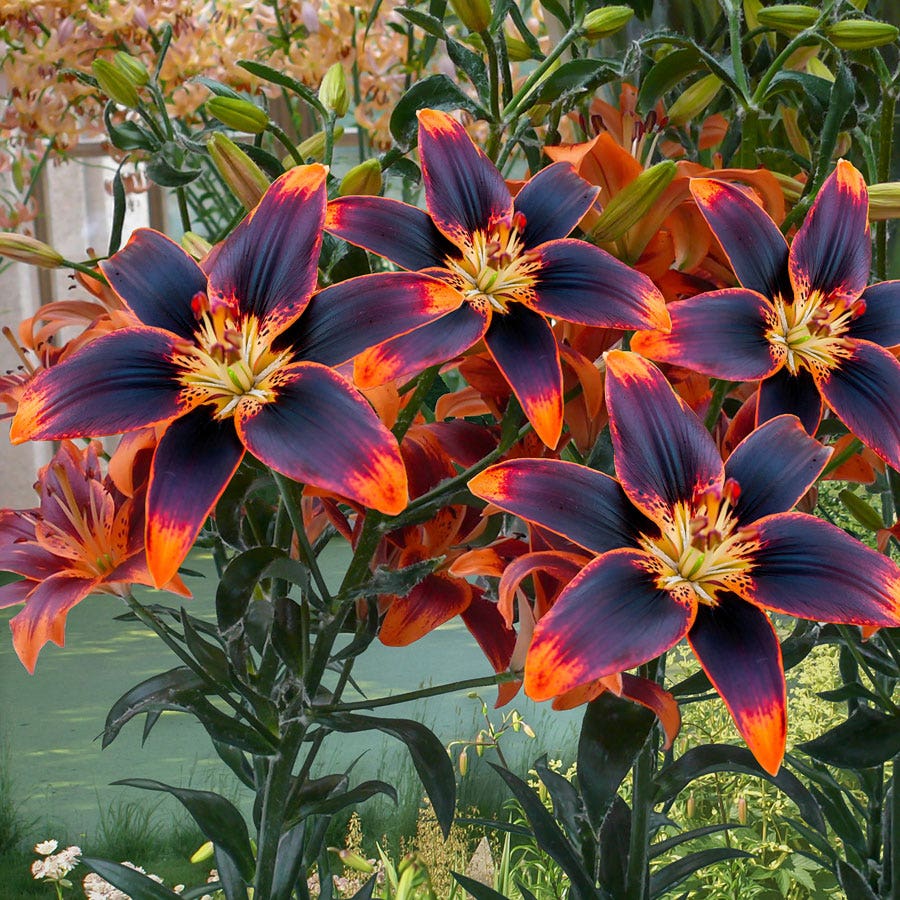 Lilium 'Forever Susan' Asiatic Lily Bulbs