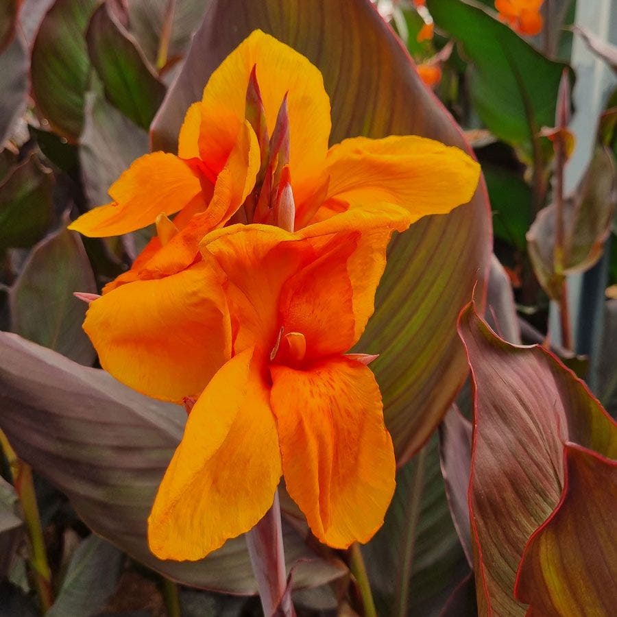 canna lily orange flower Canna Elite™ 'Orange Chocolate' Canna Lily Bulb
