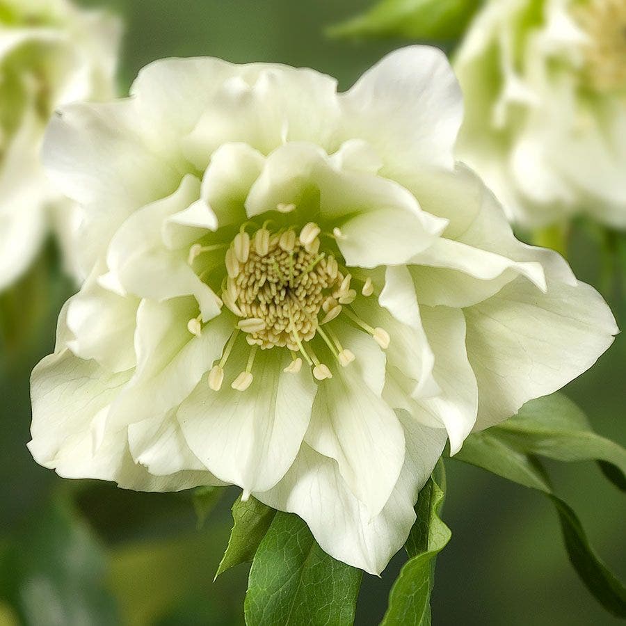 Helleborus 'Double Ellen White' Hellebore